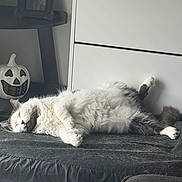 Gus is registered to the contest to win money with this photo: cat, sleeping, fluffy, relaxed, indoor, furniture, pumpkin, jack_o_lantern, decor, pet, cozy, white, gray, fur, couch, home, resting, animal, nap, cute