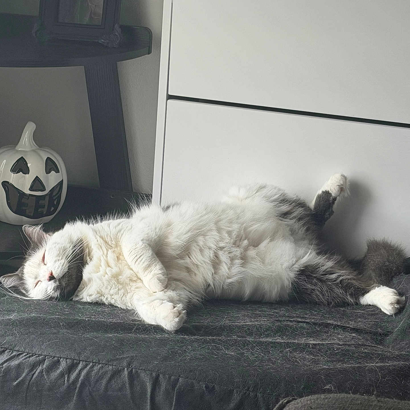 Gus is registered to the contest to win money with this photo: cat, sleeping, fluffy, relaxed, indoor, furniture, pumpkin, jack_o_lantern, decor, pet, cozy, white, gray, fur, couch, home, resting, animal, nap, cute