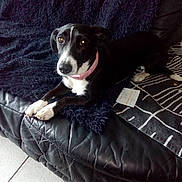 J'Anna Et Dora participe au concours pour gagner de l'argent avec cette photo : animal, black_and_white, blanket, collar, couch, dog, domestic_animal, ears, floor, fur, indoor, leather, looking_at_camera, paw, pet, pink_collar, relaxed, resting, snout, tile_floor