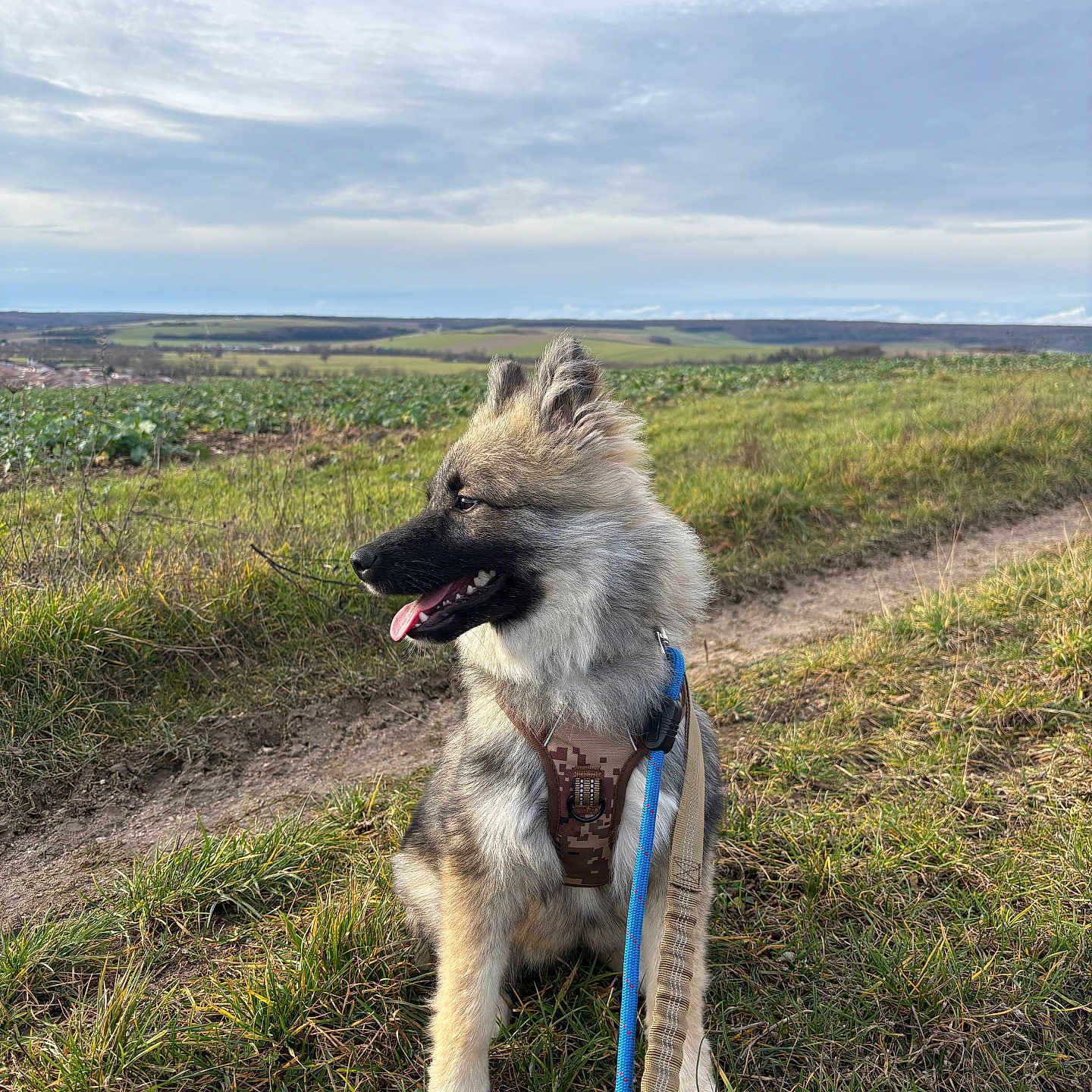 Bella