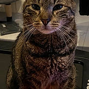 Tigrou participe au concours pour gagner de l'argent avec cette photo : cat, tabby_cat, pet, animal, feline, portrait, sitting, indoor, whiskers, ears, striped_fur, brown_fur, green_eyes, looking_at_camera, close_up, exercise_equipment, home, floor, red_object, funny_expression