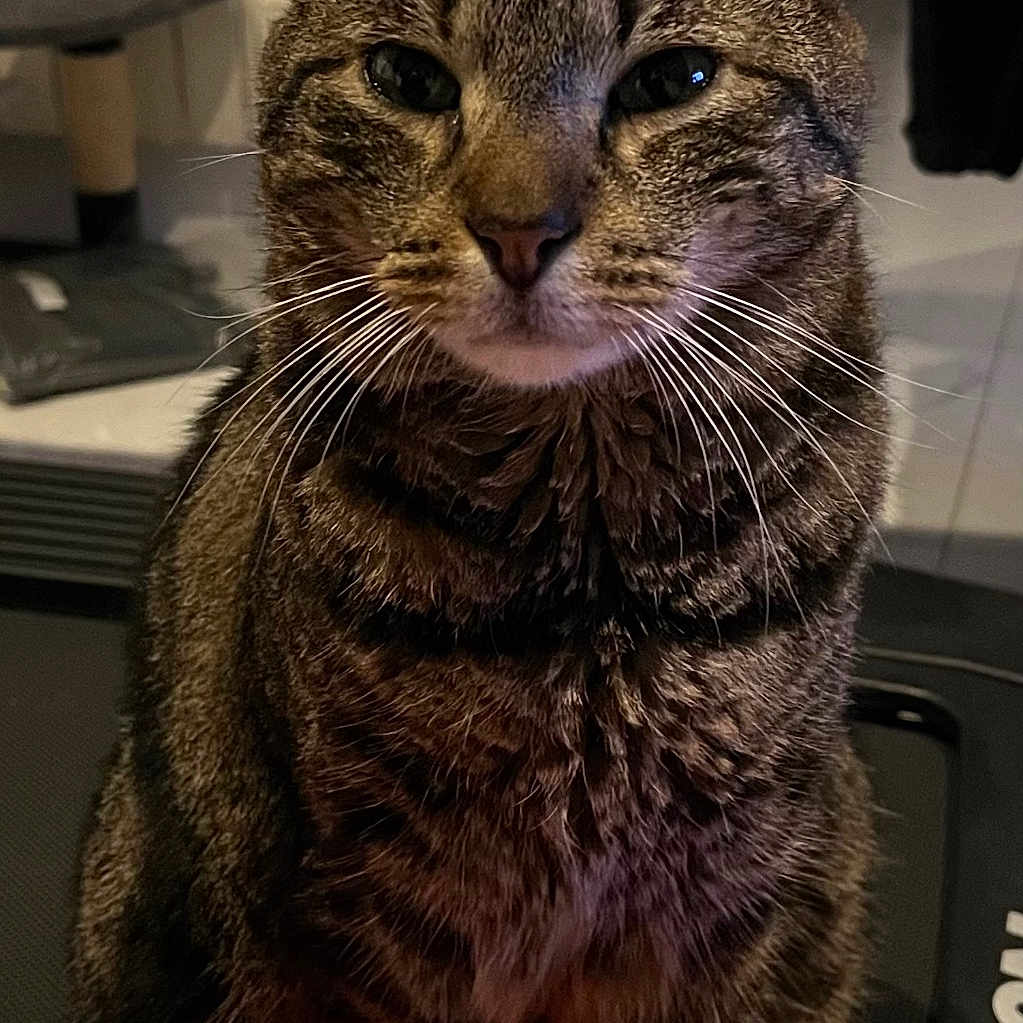 Tigrou