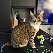 Féline participe au concours pour gagner de l'argent avec cette photo : cat, tabby_cat, pet, animal, feline, sitting, portrait, green_eyes, striped_fur, white_chest, white_paws, indoors, desk, electronics, cables, computer_monitor, home_office, sharp_focus, close_up, alert