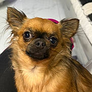 Vita participe au concours pour gagner de l'argent avec cette photo : dog, puppy, small_dog, fluffy, long_hair, golden_fur, brown_fur, large_ears, pointed_ears, glossy_eyes, black_nose, close_up, portrait, pet, indoors, bed, bedding, pink_collar, serious_expression, cute