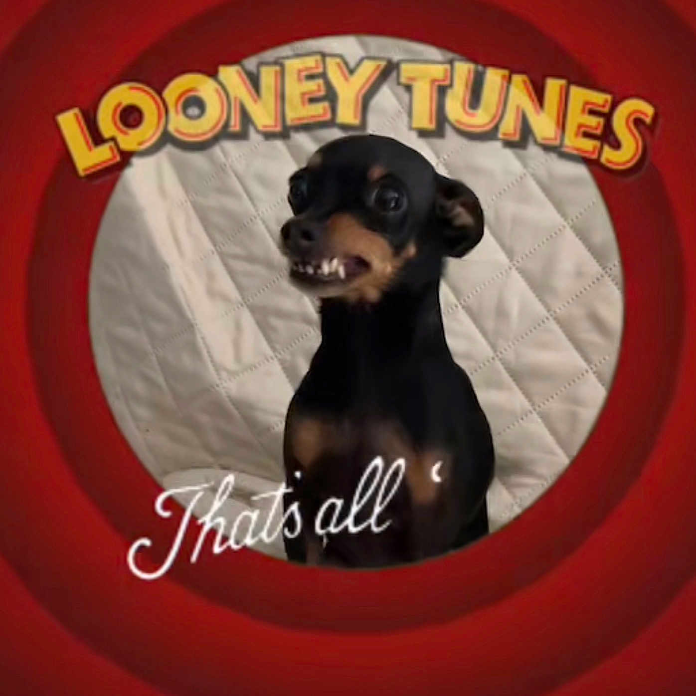 Laïka participe au concours pour gagner de l'argent avec cette photo : dog, puppy, black_and_tan, small_dog, portrait, toothy_grin, open_mouth, sitting, short_hair, pet, animal, red_background, cartoon_style, looney_tunes, text_overlay, quilted_background, centered_subject, funny, close_up, indoors