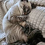 Yumi a rejoint le concours — aidez-le/la à gagner de superbes lots ! cat, sleeping, blanket, cozy, fur, pet, animal, resting, cute, domestic_animal, whiskers, tail, paw, indoor, relaxation, feline, fur_pattern, closeup, comfort, soft