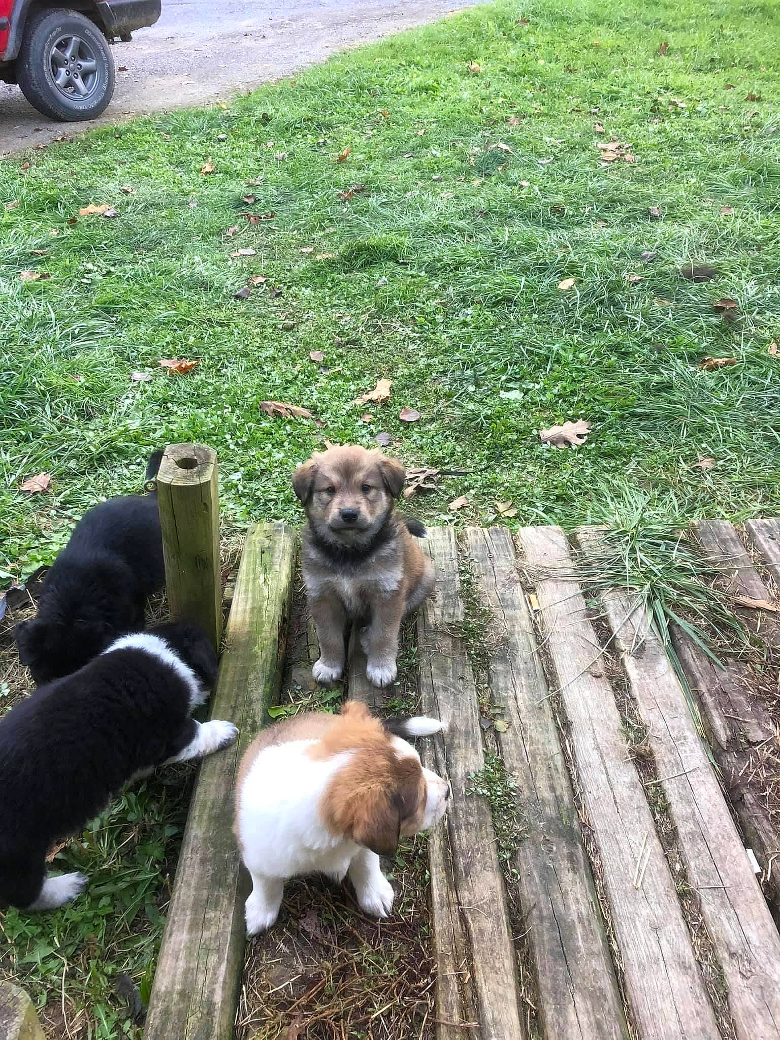 Teddy Bear joined the competition — help win amazing prizes! automotive_lighting, automotive_tire, carnivore, companion_dog, dog, dog_breed, fawn, fender, grass, lawn, leash, plant, road_surface, sidewalk, snout, tail, tire, vehicle, vehicle_door, wheel