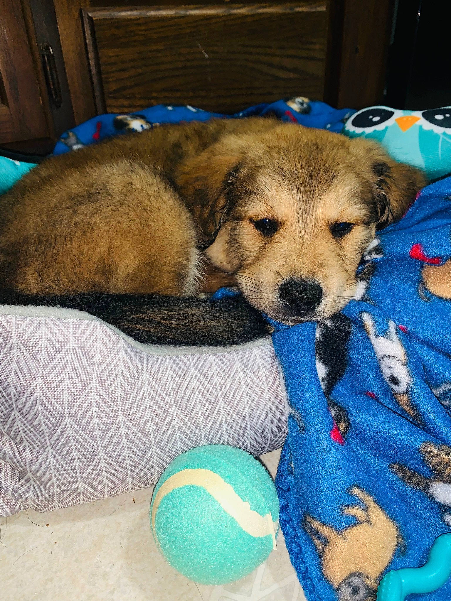 Teddy Bear joined the competition — help win amazing prizes! ball, blue, canidae, carnivore, comfort, companion_dog, dog, dog_bed, dog_breed, dog_supply, dog_toy, fawn, fur, paw, pet_supply, puppy, snout, sporting_group, working_animal