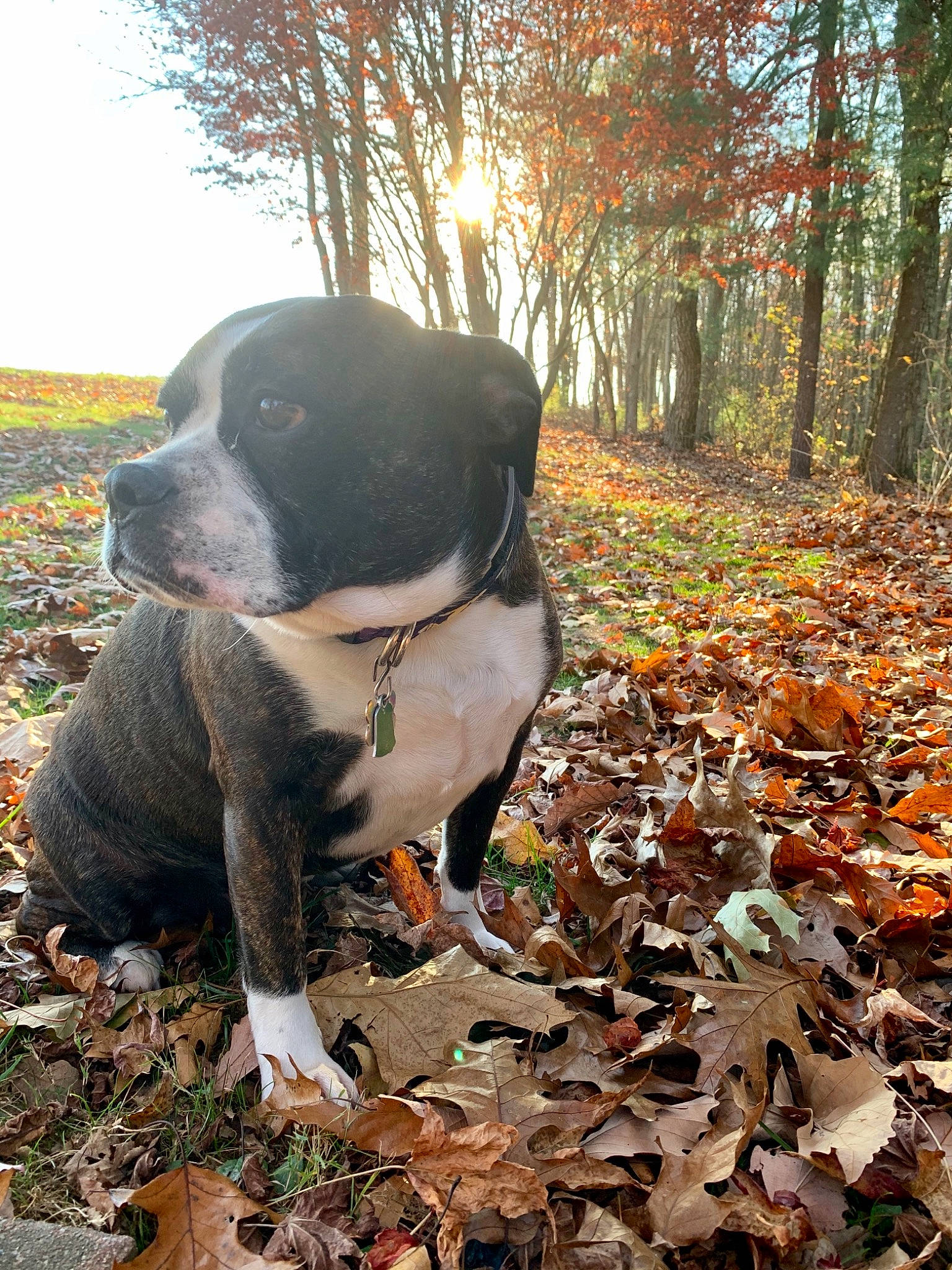 Ember is registered to the contest to win money with this photo: adventure, boston_terrier, canidae, carnivore, companion_dog, dog, dog_breed, fawn, grass, leaf, light, plant, sky, snout, sporting_group, sunlight, tree, twig, wood, working_animal