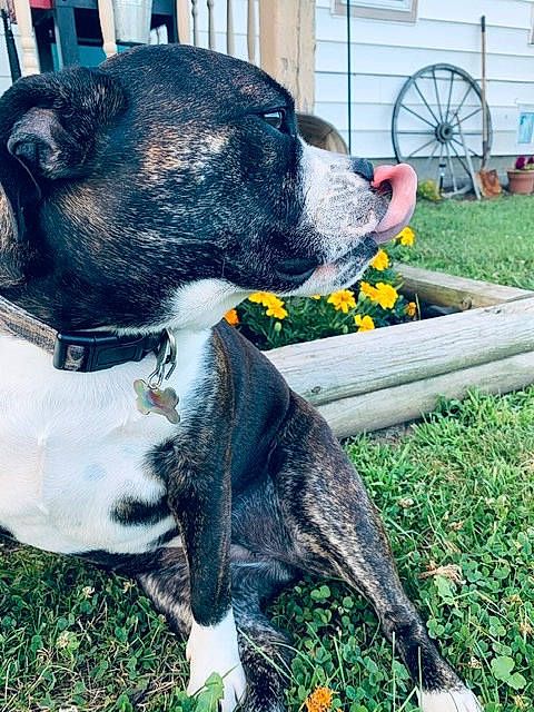 Ember is registered to the contest to win money with this photo: bicycle_wheel, collar, companion_dog, dog_breed, fawn, flower, fur, grass, groundcover, livestock, mammal, plant, snout, tail, terrestrial_animal, tire, wheel, whiskers, window, working_animal