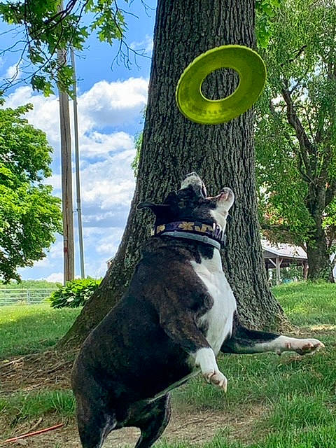 Ember is registered to the contest to win money with this photo: automotive_tire, carnivore, cloud, collar, companion_dog, dog, dog_breed, dog_collar, fawn, felidae, grass, green, plant, sky, small_to_medium_sized_cats, sporting_group, tail, tree, trunk, whiskers