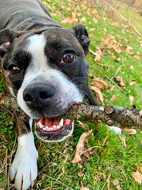 Ember is registered to the contest to win money with this photo: australian_cattle_dog, canidae, carnivore, collar, companion_dog, dog, dog_breed, dog_collar, fang, fawn, grass, groundcover, guard_dog, plant, snout, sporting_group, terrestrial_animal, whiskers, working_animal, working_dog