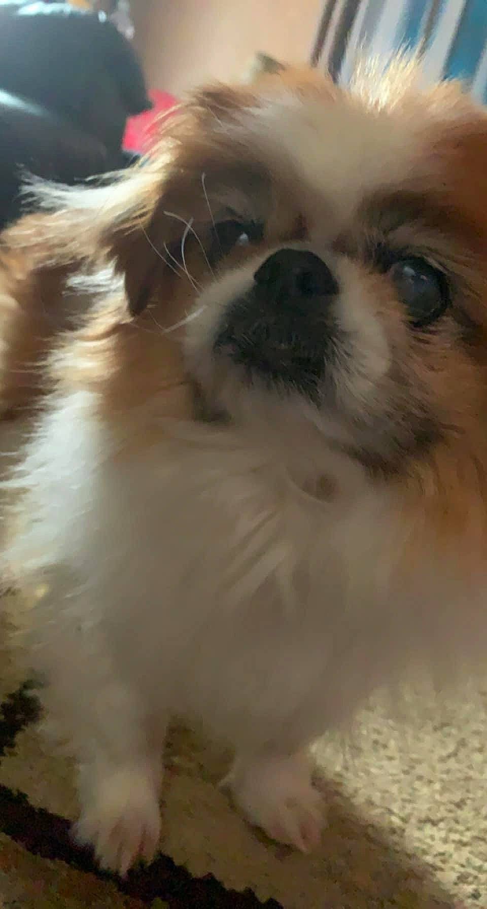 Toady joined the competition — help win amazing prizes! canidae, carnivore, close_up, companion_dog, dog, dog_breed, ear, eye, fawn, fur, liver, pekingese, pet_supply, shih_tzu, snout, sporting_group, terrestrial_animal, toy_dog, whiskers, working_animal