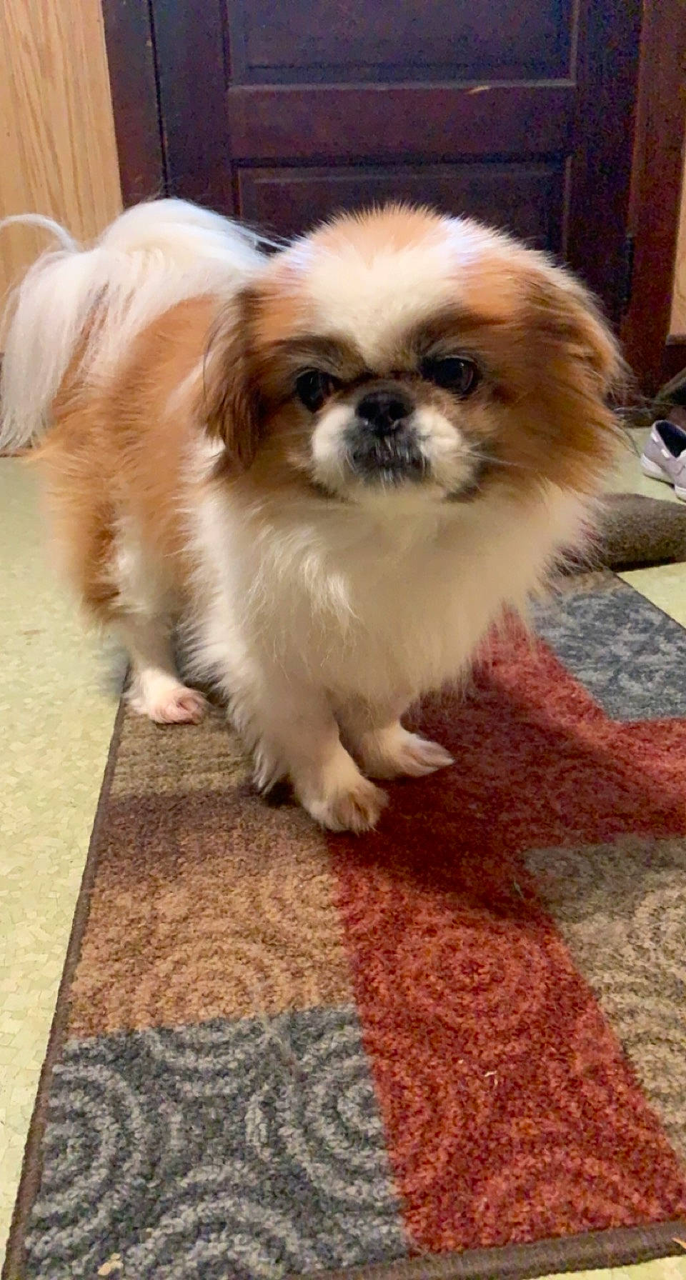 Toady is registered to the contest to win money with this photo: canidae, carnivore, carpet, companion_dog, dog, dog_breed, fawn, flooring, fur, hardwood, japanese_chin, liver, pekingese, snout, sporting_group, tail, terrestrial_animal, tibetan_spaniel, toy_dog, working_animal