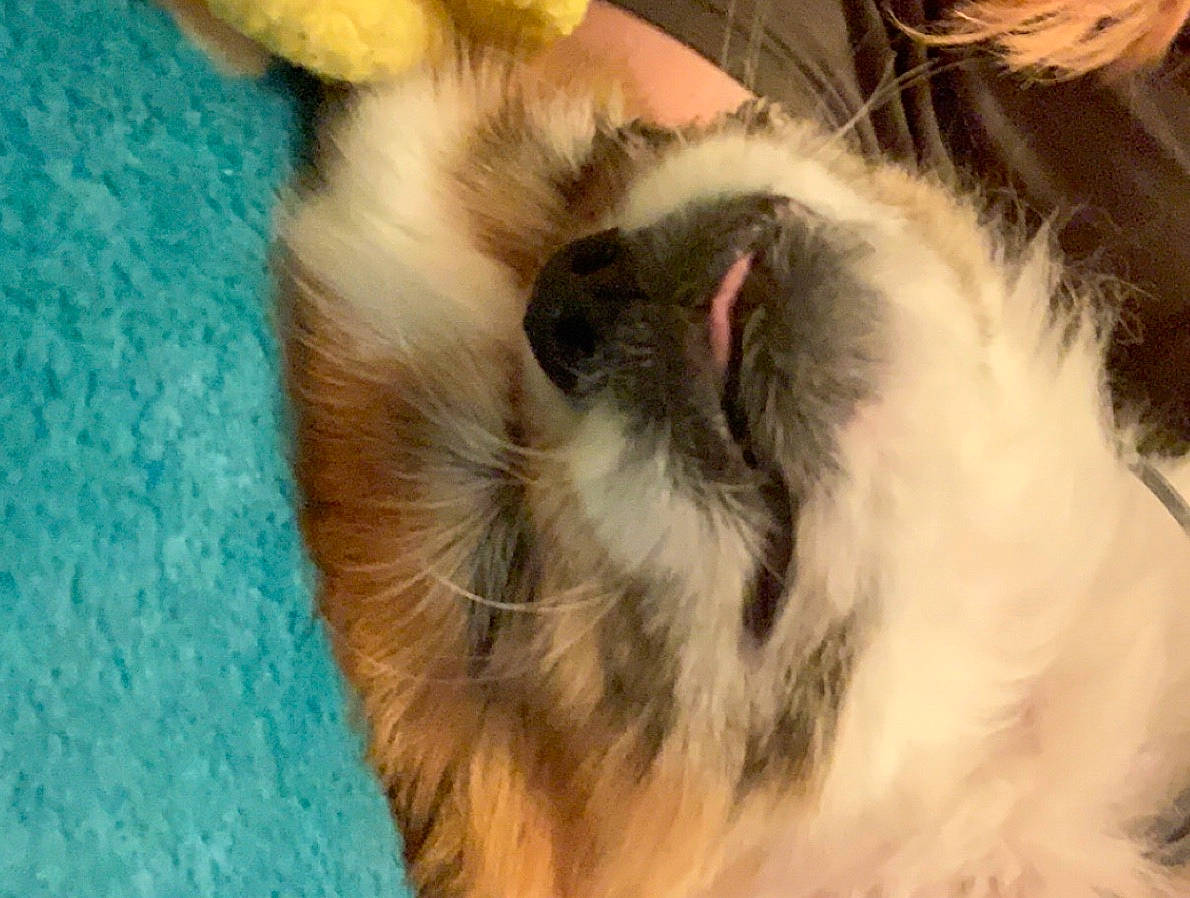 Toady is registered to the contest to win money with this photo: canidae, carnivore, cat, claw, close_up, comfort, companion_dog, dog_breed, fawn, felidae, fur, paw, small_to_medium_sized_cats, snout, sporting_group, tail, terrestrial_animal, whiskers