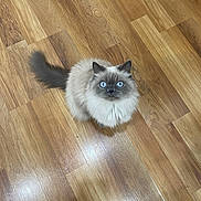 Lucis joined the competition — help win amazing prizes! cat, feline, blue_eyes, fluffy_fur, long_hair, indoor, wooden_floor, looking_up, pet, whiskers, tail, ears, sitting, domestic_animal, curious, cute, portrait, top_down_view, hardwood, paw