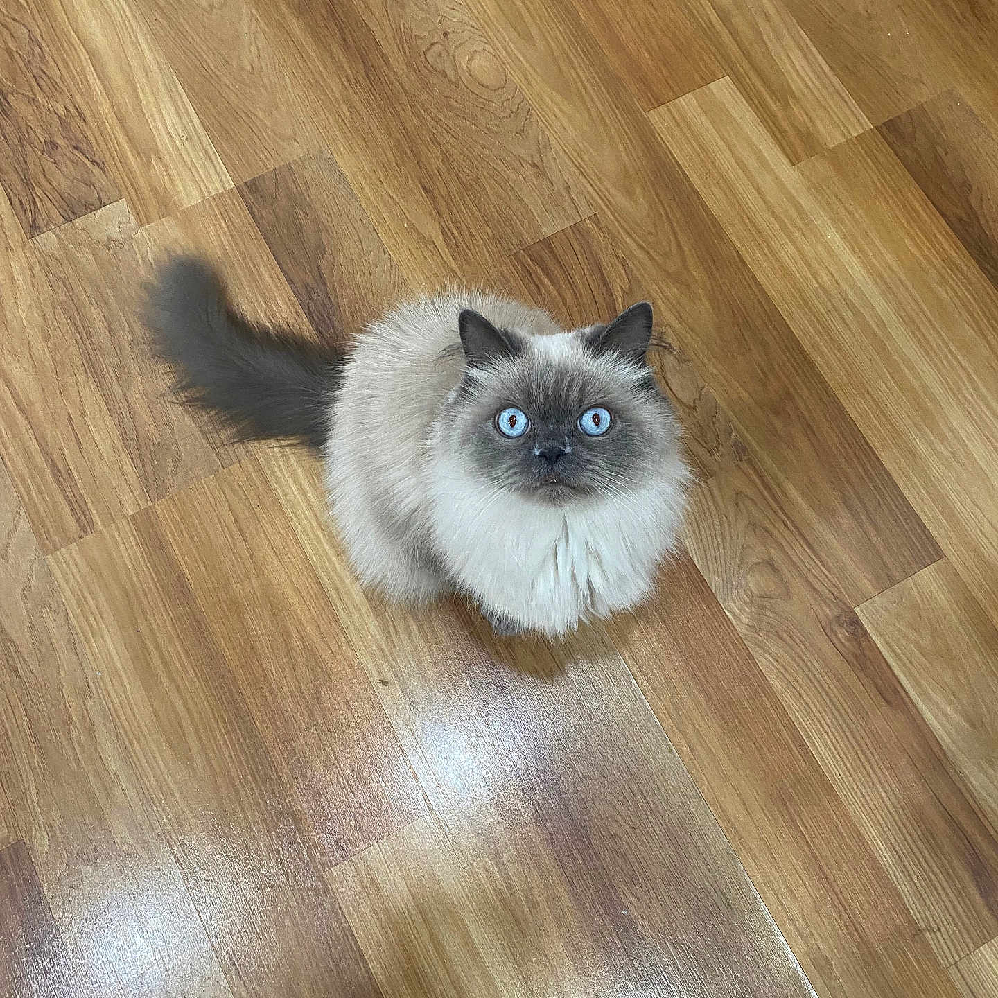 Lucis joined the competition — help win amazing prizes! blue_eyes, cat, curious, cute, domestic_animal, ears, feline, fluffy_fur, hardwood, indoor, long_hair, looking_up, paw, pet, portrait, sitting, tail, top_down_view, whiskers, wooden_floor