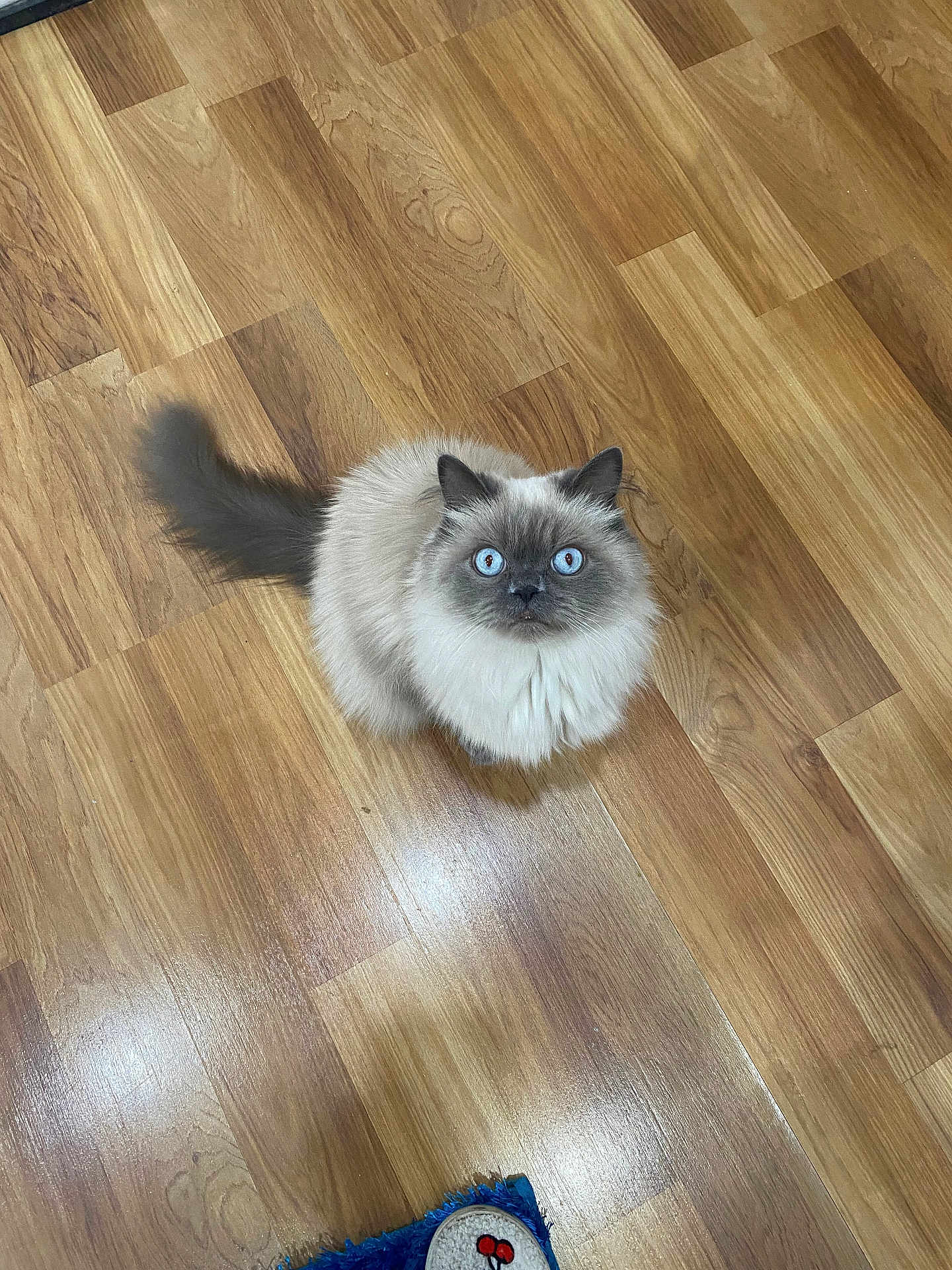 Lucis joined the competition — help win amazing prizes! cat, feline, blue_eyes, fluffy_fur, long_hair, indoor, wooden_floor, looking_up, pet, whiskers, tail, ears, sitting, domestic_animal, curious, cute, portrait, top_down_view, hardwood, paw