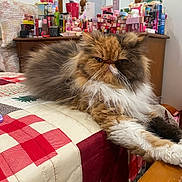 Autumn joined the competition — help win amazing prizes! cat, persian_cat, fluffy, fur, bed, quilt, patchwork, paws, wooden_bed, dresser, cosmetics, bottles, mirror, indoor, home, furniture, relaxed, pet, animal, feline