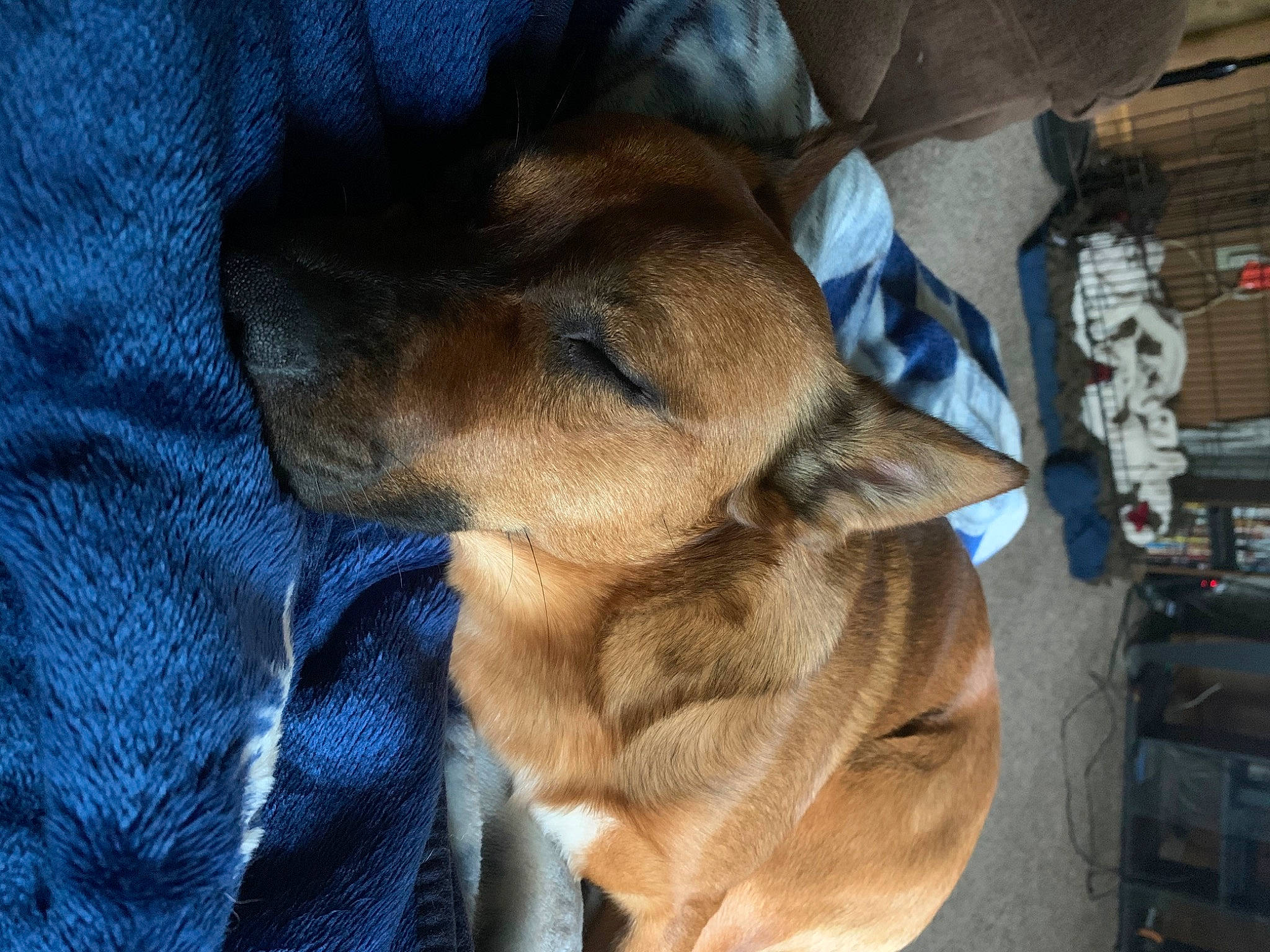 Bo is registered to the contest to win money with this photo: canidae, carnivore, comfort, companion_dog, dog, dog_breed, fawn, fur, guard_dog, linens, nap, paw, puppy_love, retriever, sporting_group, street_dog, toy_dog, whiskers, working_animal, wrinkle