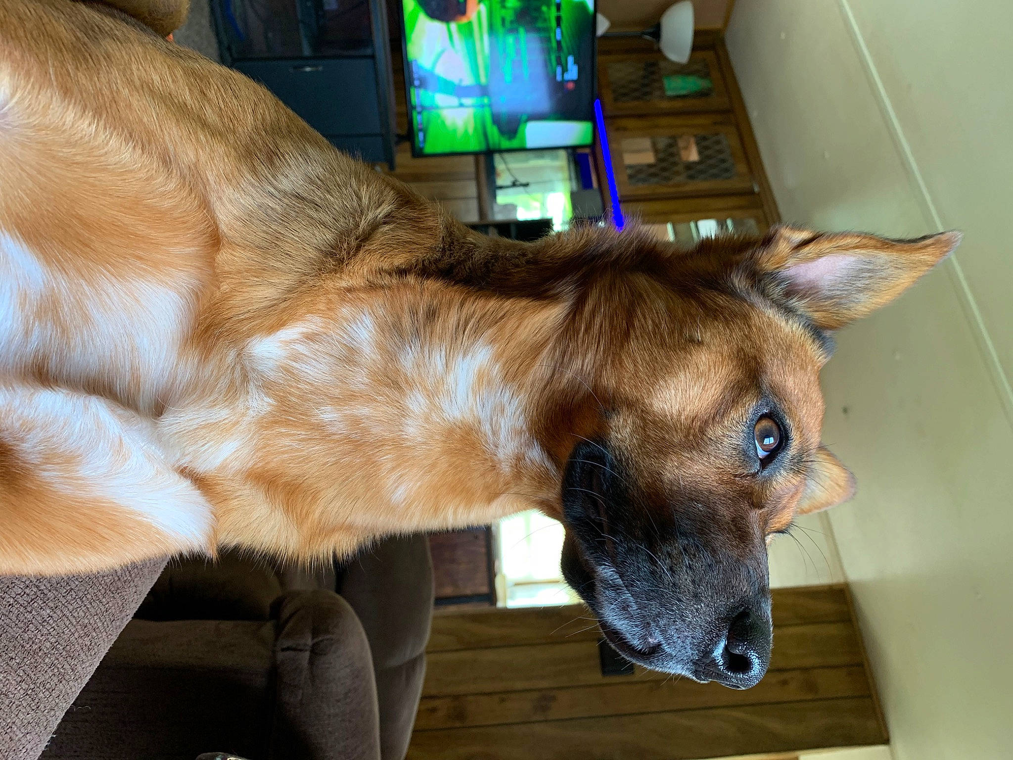 Bo joined the competition — help win amazing prizes! canidae, carnivore, collar, comfort, companion_dog, dog, dog_breed, dog_collar, dog_supply, ear, fawn, felidae, fur, jaw, liver, snout, sporting_group, tail, whiskers, working_animal