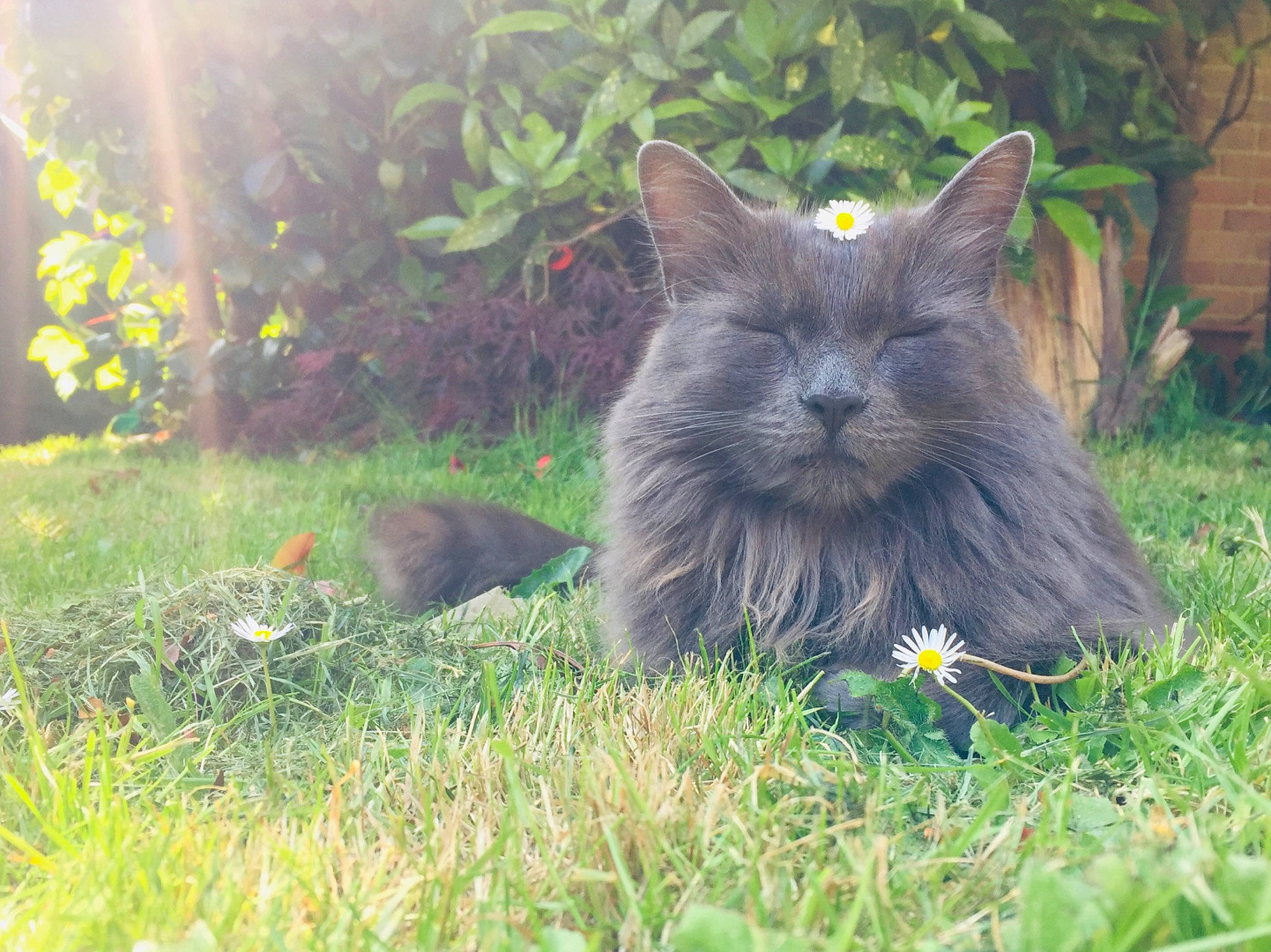 Basil is registered to the contest to win money with this photo: black_cat, british_longhair, canidae, carnivore, cat, chartreux, domestic_short_haired_cat, felidae, fur, grass, grassland, groundcover, plant, small_to_medium_sized_cats, snout, soil, tail, terrestrial_animal, vertebrate, whiskers