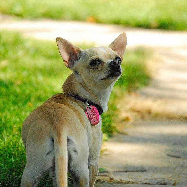 Ziggy joined the competition — help win amazing prizes!