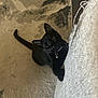 black_cat, cat, pet, indoor, curious, climbing, collar, bell, shadow, floor, texture, looking_up, animal, feline, whiskers, ears, tail, close_up, playful, home