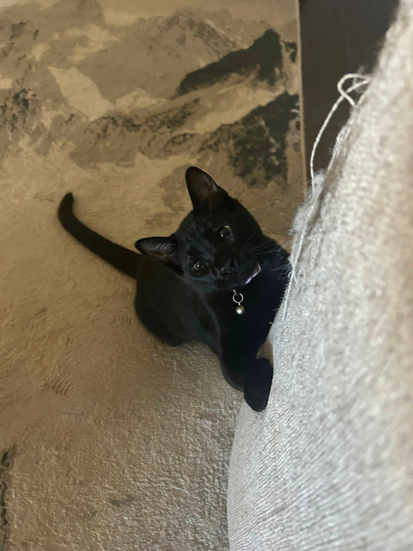 Gigi
