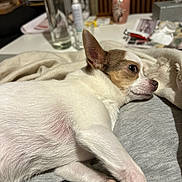 Naya participe au concours pour gagner de l'argent avec cette photo : dog, small_dog, white_fur, brown_fur, lying_down, indoor, table, glass, vase, flowers, blanket, fabric, paw, relaxed, pet, cozy, side_view, domestic, resting, household