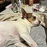 dog, small_dog, white_fur, brown_fur, lying_down, indoor, table, glass, vase, flowers, blanket, fabric, paw, relaxed, pet, cozy, side_view, domestic, resting, household