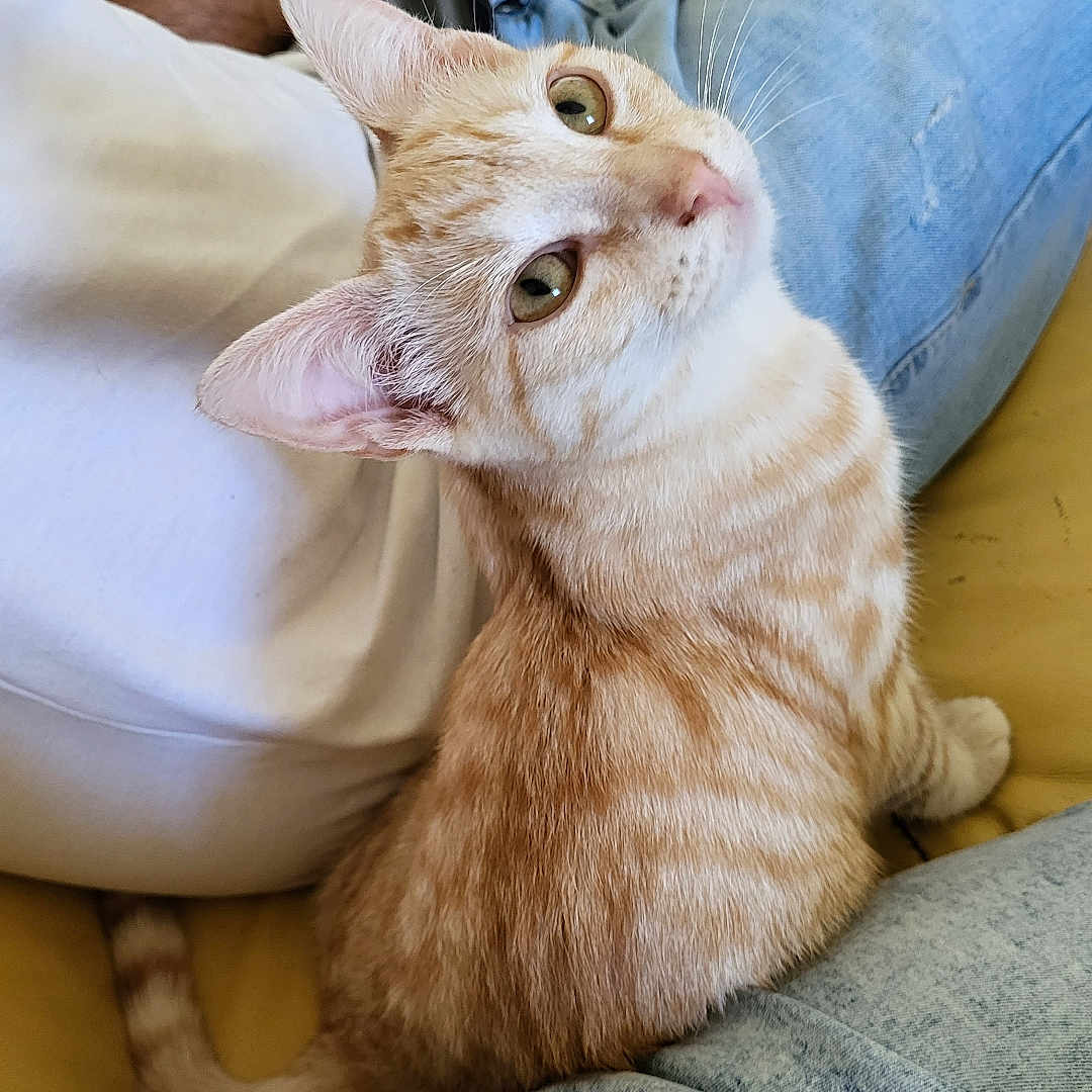 Mia