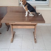 Aston participe au concours pour gagner de l'argent avec cette photo : animal, beagle, black, brown, contemplative, dog, ears, face, indoor, person_reflection, pet, puppy, quiet, reflection, sitting, table, tile_floor, white, window, wooden_table