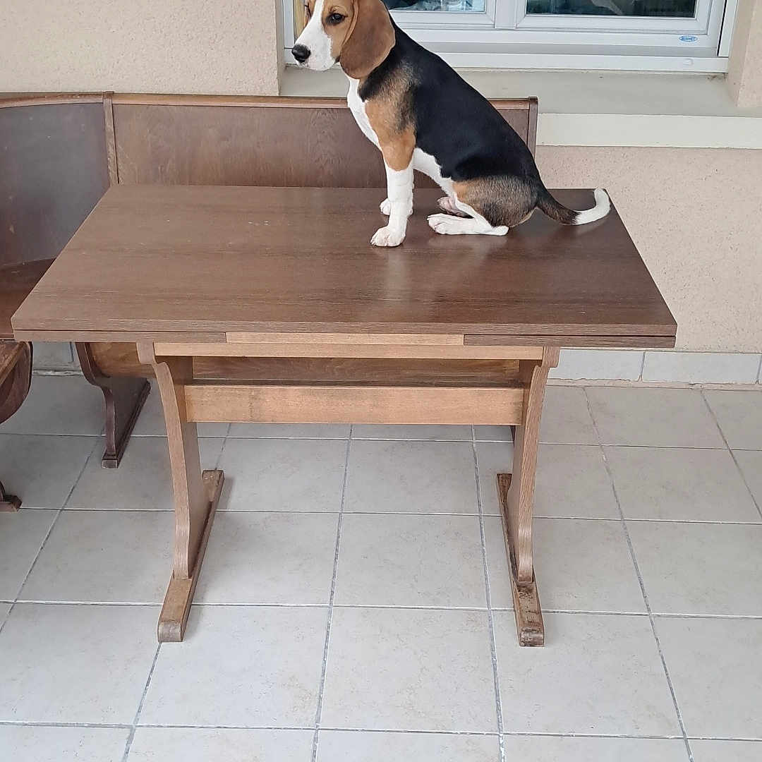 Aston participe au concours pour gagner de l'argent avec cette photo : animal, beagle, black, brown, contemplative, dog, ears, face, indoor, person_reflection, pet, puppy, quiet, reflection, sitting, table, tile_floor, white, window, wooden_table