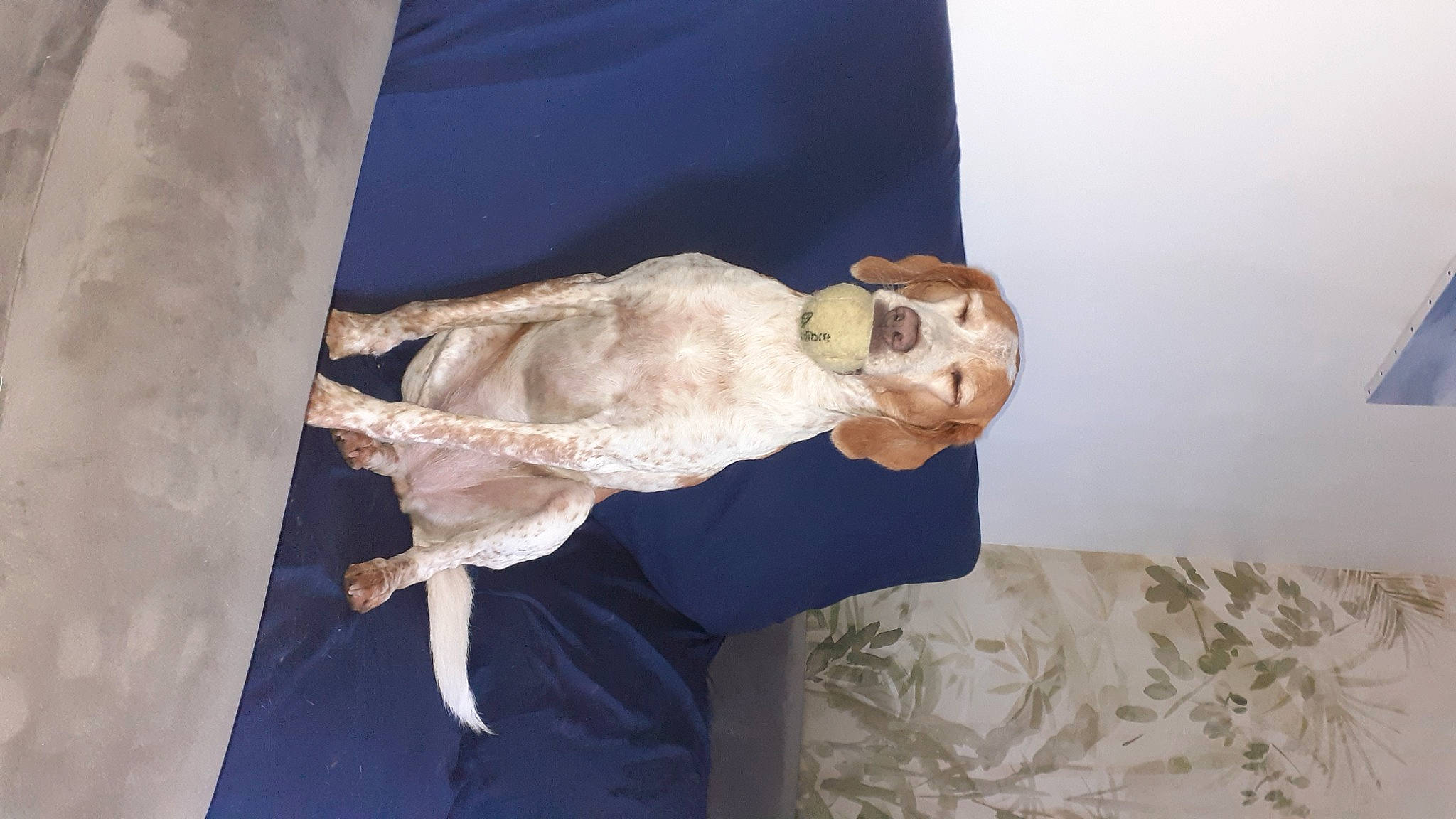 Julia participe au concours pour gagner de l'argent avec cette photo : art, comfort, companion_dog, couch, dog_breed, fawn, felidae, fur, gesture, human_body, leg, linens, room, sculpture, sleeve, sporting_group, statue, tail, textile, wood