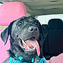 dog, black_dog, panting, tongue_out, car, car_interior, pink_seat_cover, harness, happy, pet, animal, canine, seat, window, daylight, close_up, portrait, smiling, inside, transport