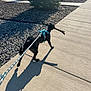 Gunner is registered to the contest to win money with this photo: dog, black_dog, leash, harness, stick, sidewalk, shadow, outdoor, daylight, walking, pet, nature, tree, rocks, pavement, sunny, park, animal, canine, playful