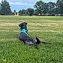 Gunner is registered to the contest to win money with this photo: dog, grass, outdoor, blue_harness, park, field, sky, cloud, tree, suburb, house, pet, animal, canine, nature, relaxing, greenery, summer, leisure, back_view