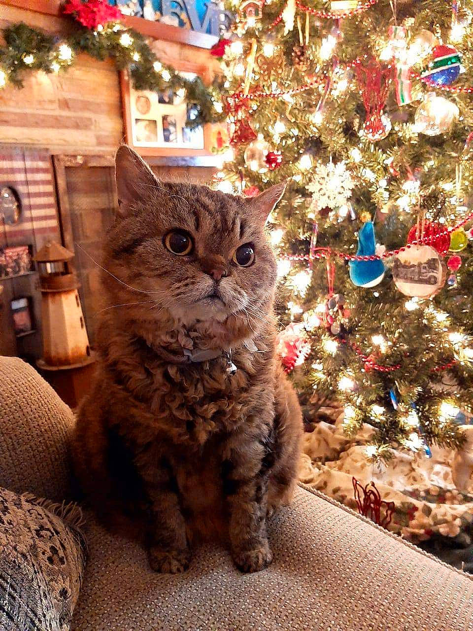 Fluffy is registered to the contest to win money with this photo: carnivore, cat, christmas_decoration, christmas_ornament, christmas_tree, conifer, domestic_short_haired_cat, event, evergreen, fawn, felidae, holiday, holiday_ornament, light, ornament, plant, small_to_medium_sized_cats, tree, whiskers, wood