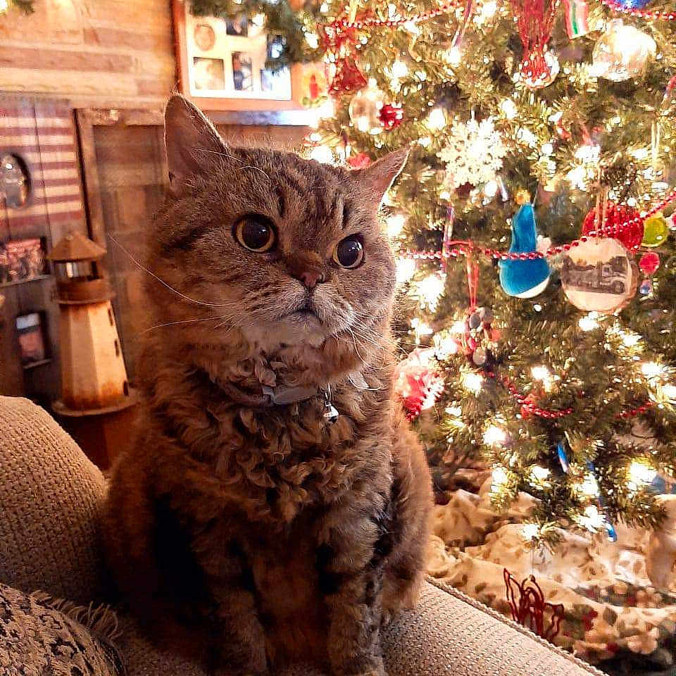 Fluffy