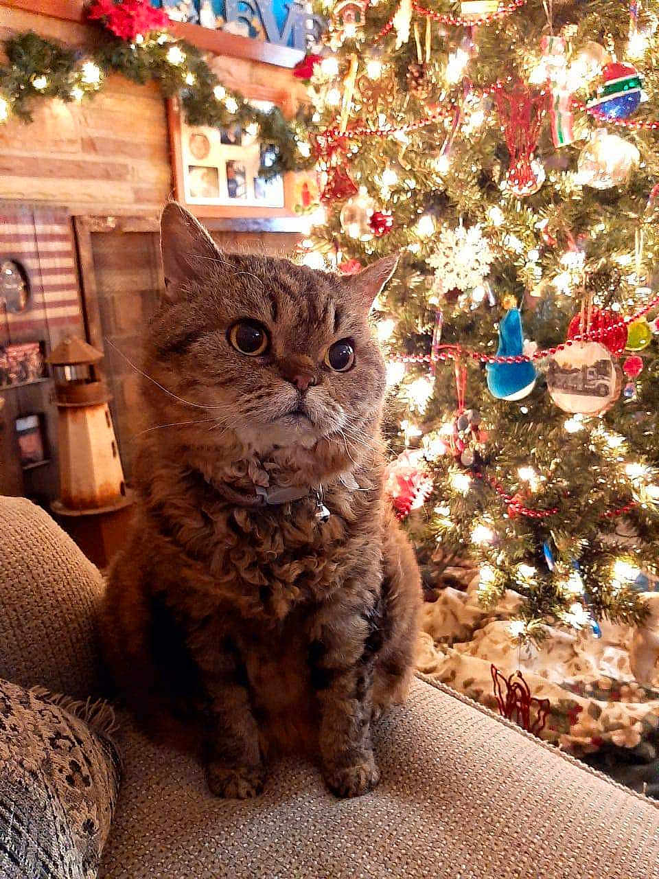 Fluffy