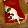 cat, white_cat, gray_spots, armchair, orange_cushion, furniture, indoor, floor, wooden_floor, relaxed, pet, animal, cozy, home, lying_down, curious, feline, soft_fur, comfortable, domestic