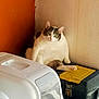 cat, indoor, orange_wall, beige_wall, toolbox, yellow_lid, white_container, pet, feline, sitting, curious, green_eyes, chubby, relaxed, domestic_animal, fur, paw, ear, whiskers, household
