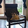 cat, chair, indoor, window, curtains, floor, furniture, pet, animal, black, white, gray, relaxing, cozy, daylight, home, domestic, looking, sitting, calm