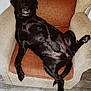 Magguie a rejoint le concours — aidez-le/la à gagner de superbes lots ! dog, black_dog, lounge, armchair, indoor, pet, relaxed, funny_expression, canine, fur, paw, floor, furniture, home, animal, resting, cute, comfy, teeth, legs