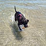 dog, black_dog, water, stick, playful, beach, splashing, sunlight, shallow_water, canine, outdoor, animal, pet, wet_fur, summer, fun, nature, daytime, happy, active