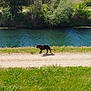 dog, black_dog, walking, harness, gravel_path, river, water, green_grass, trees, nature, outdoor, sunny_day, animal, canine, side_view, landscape, daylight, peaceful, scenic, alone
