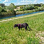 dog, black_dog, grass, river, water, trees, sky, clouds, nature, outdoor, landscape, field, greenery, harness, sunny, daytime, rocks, countryside, animal, pet