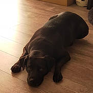 Magguie a rejoint le concours — aidez-le/la à gagner de superbes lots ! dog, black_dog, lying_down, wooden_floor, indoor, pet, canine, flooring, resting, animal, companion, domestic_animal, light, shadow, quiet, calm, floor, fur, looking_up, ears