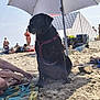 dog, beach, sand, umbrella, towel, sea, person, sunshade, harness, relaxing, summer, vacation, outdoor, leisure, sunbathing, footwear, water_bowl, shade, sitting, animal